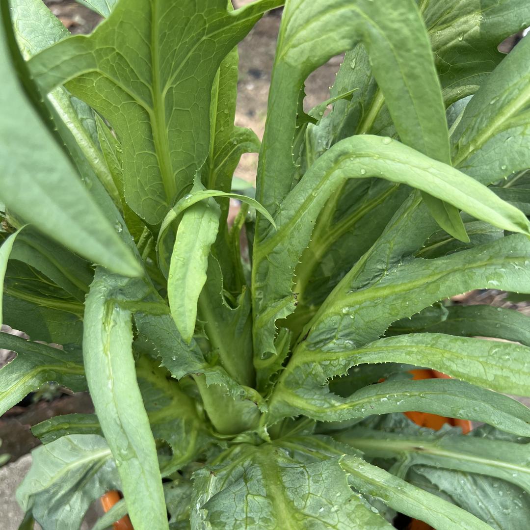 博白县茂江种苗基地