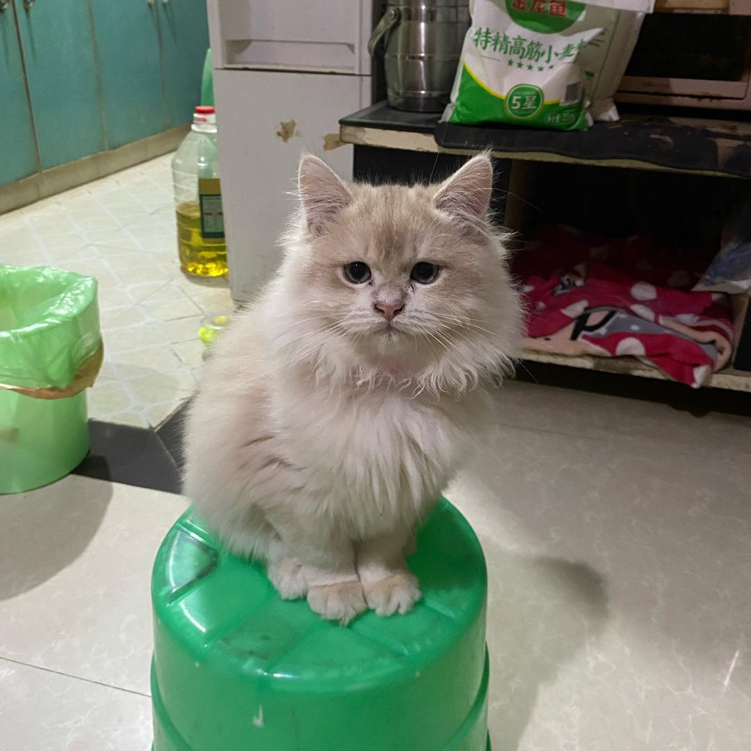 爱猫者