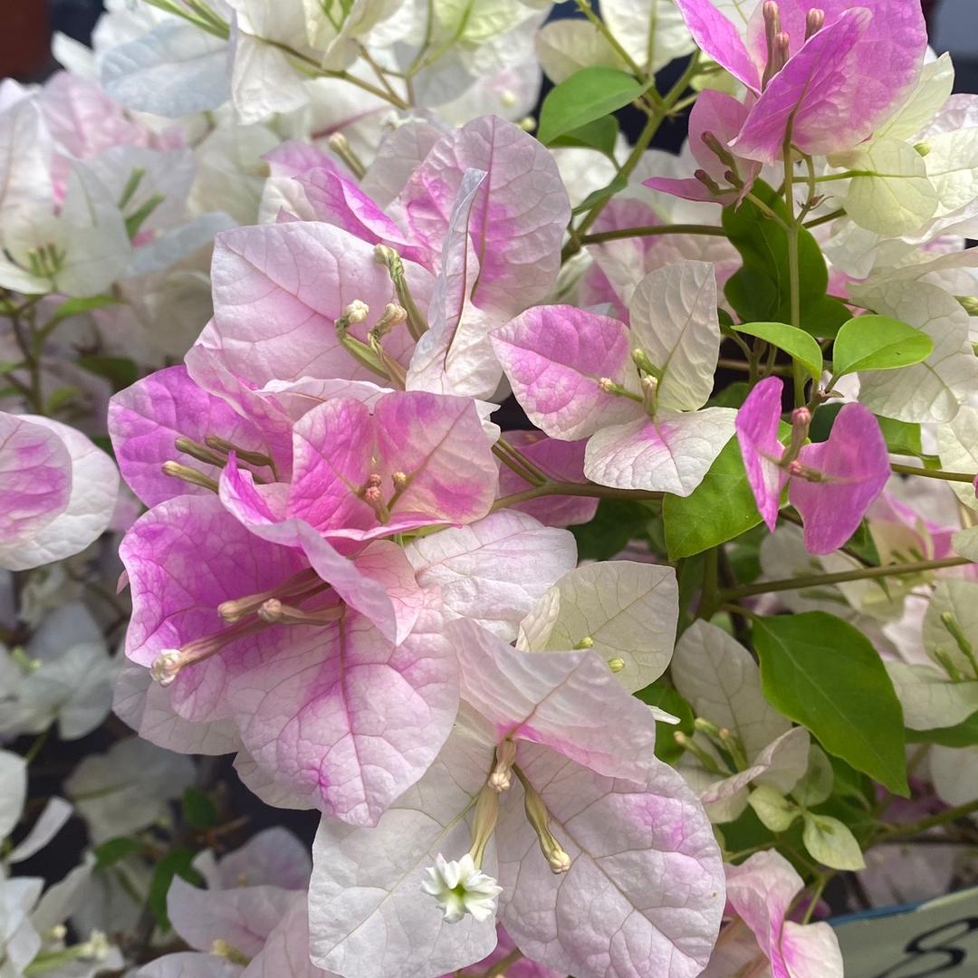 誮會🌺🌺
