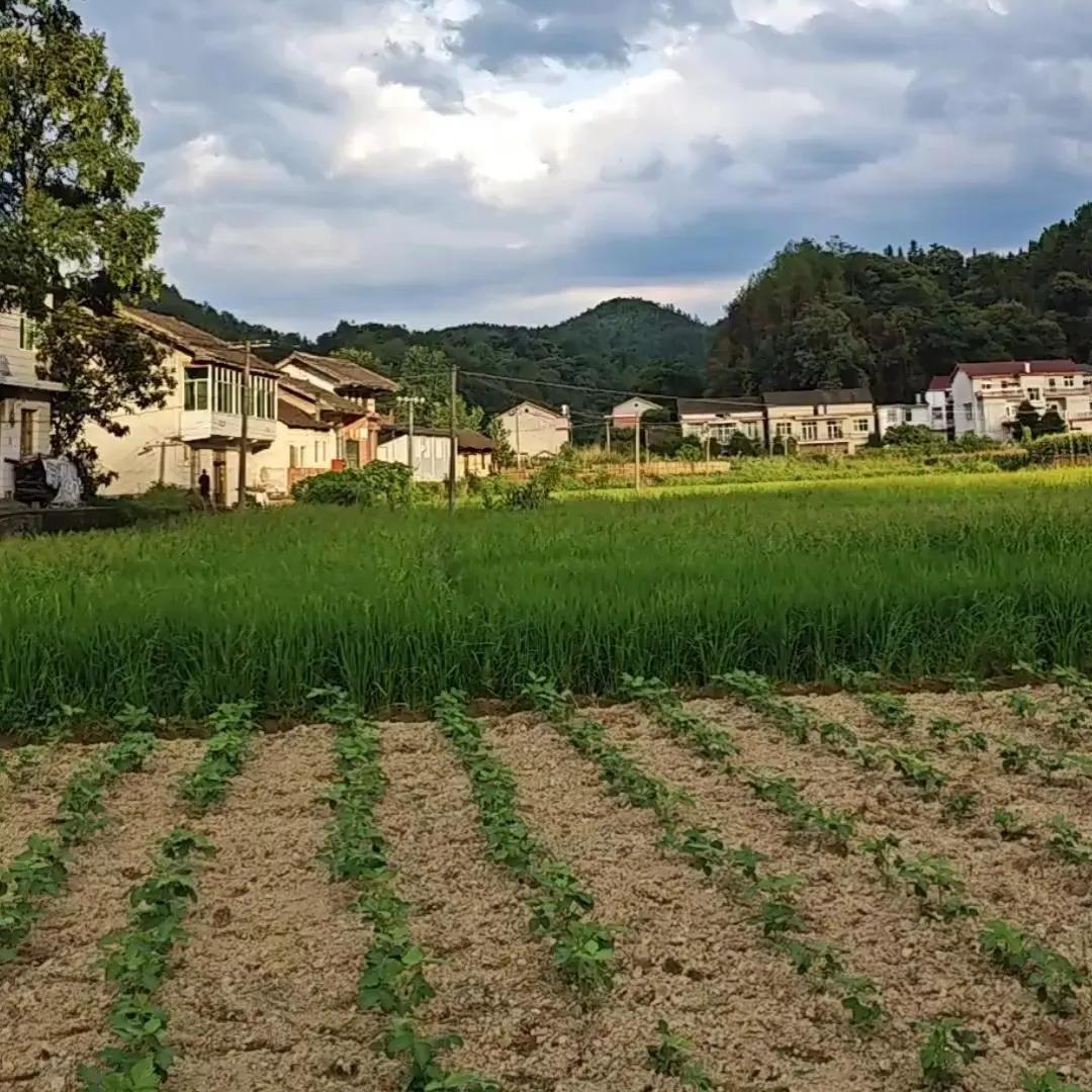 林哥爱分享