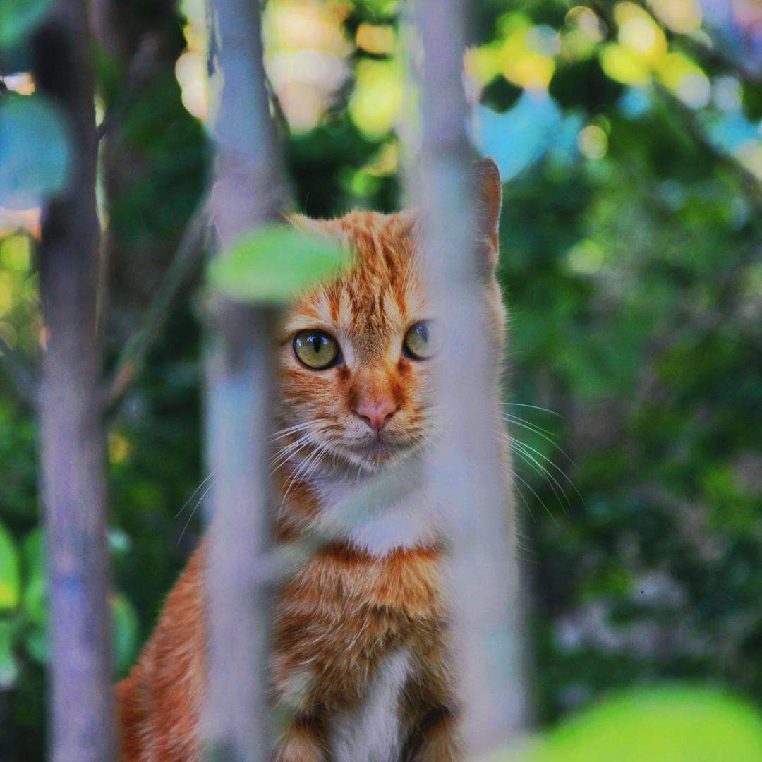 爱喝广式凉茶🥤