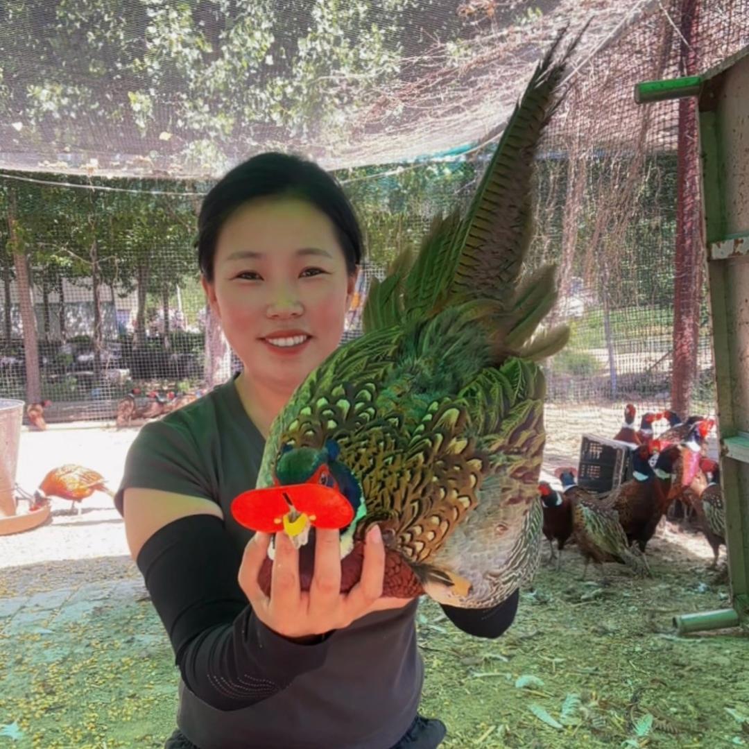 田间散养七彩山鸡