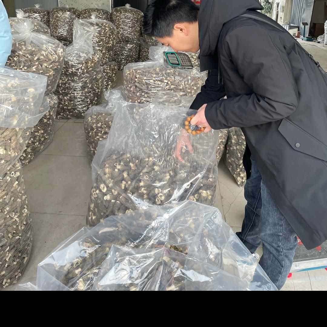 小波羊肚菌