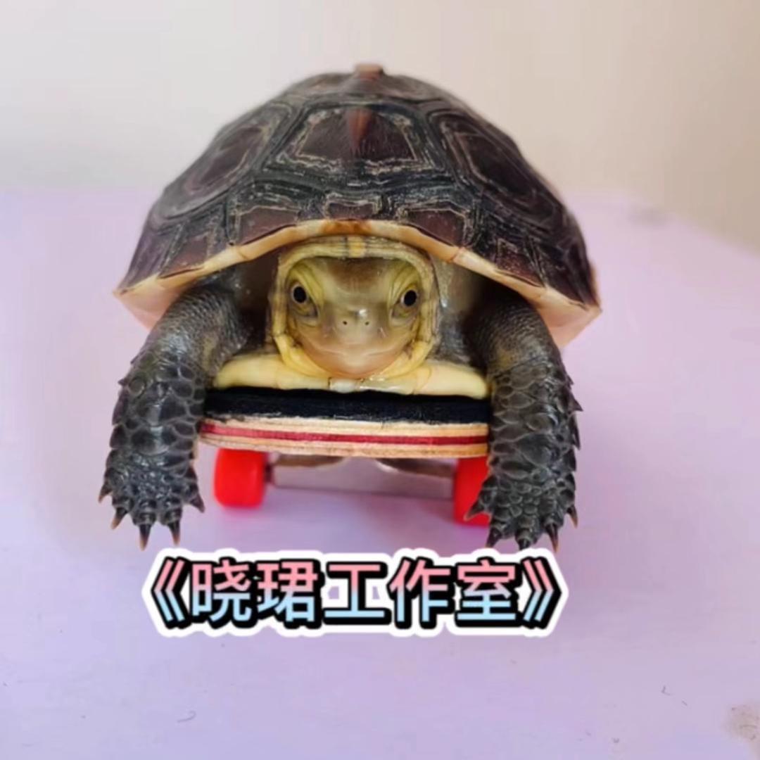 晓珺工作室