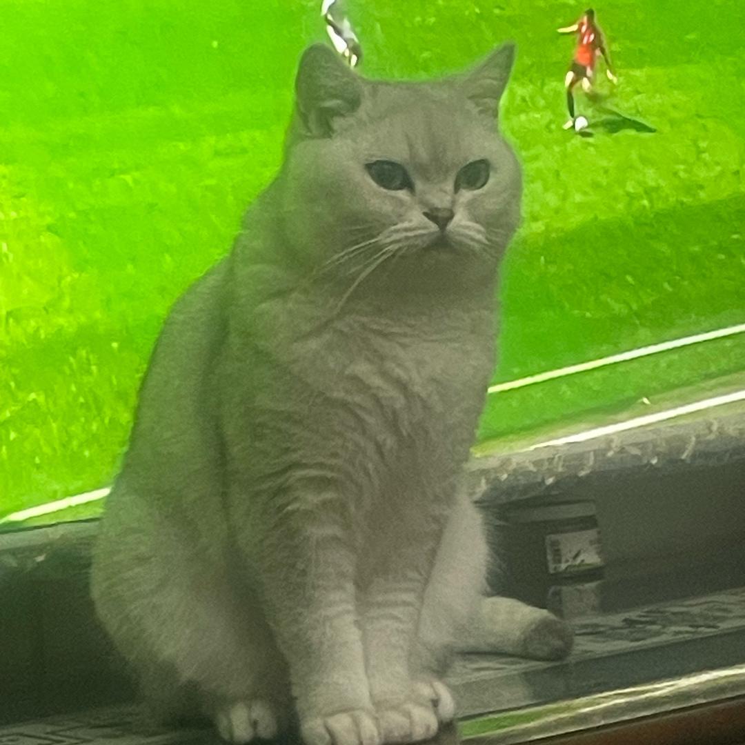 鵬鵬