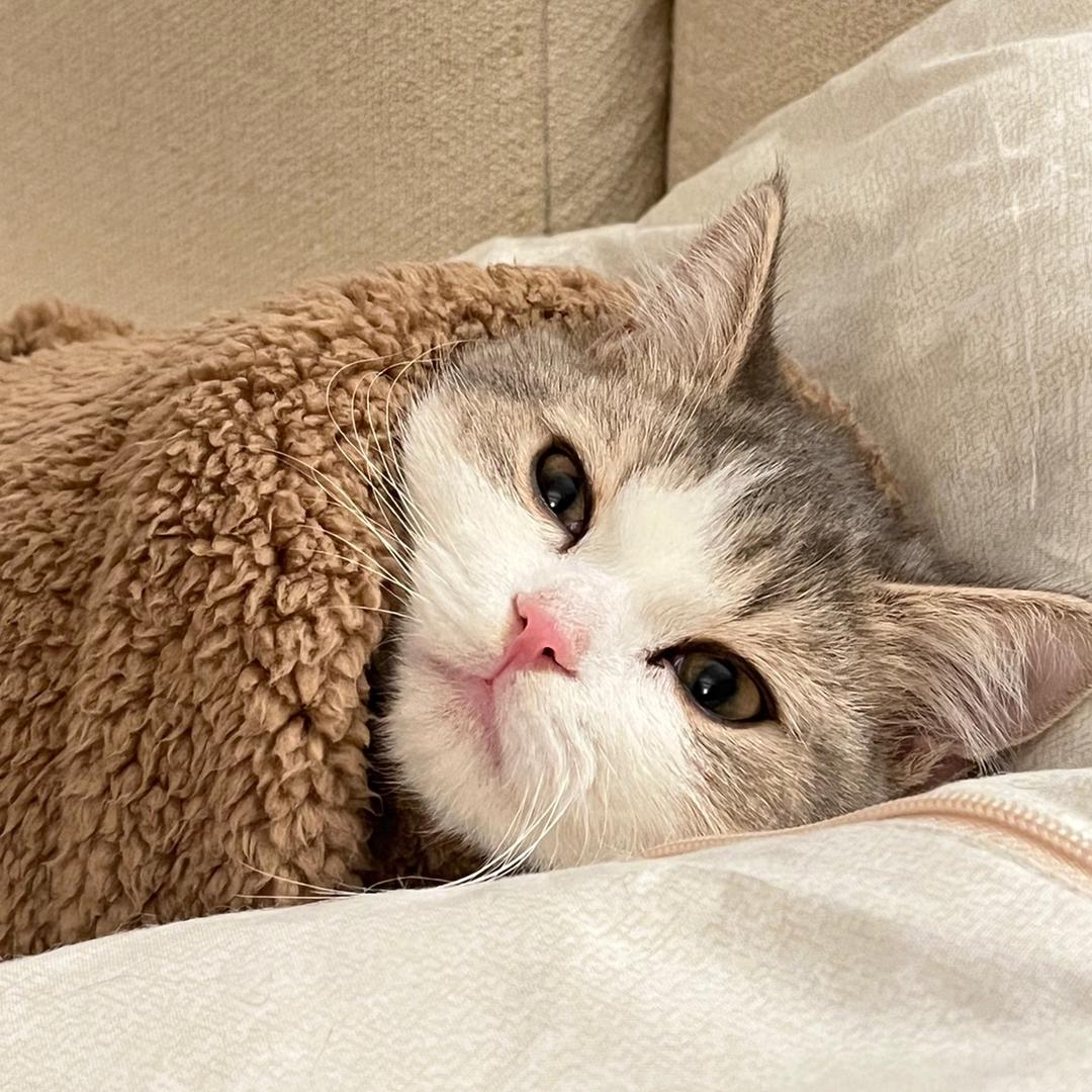 小短腿王小五