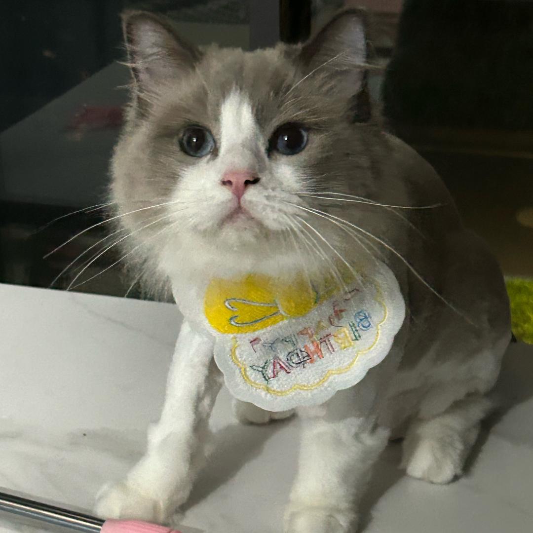 六六是笨猫
