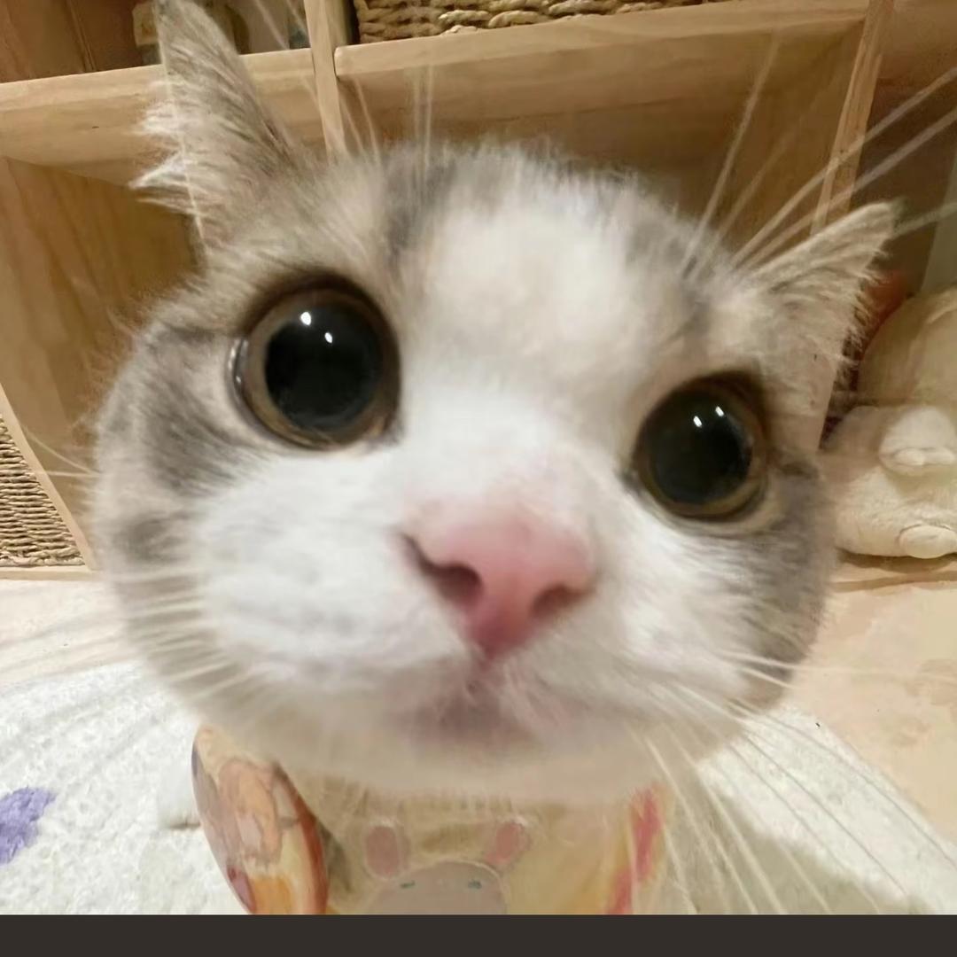 苏菲亚