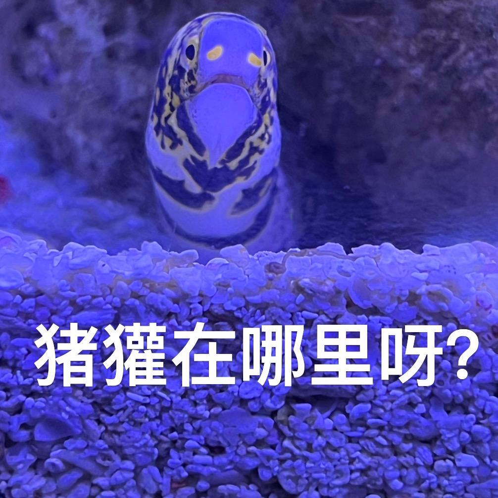狗獾