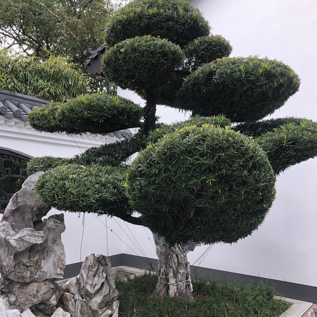 魔术大师
