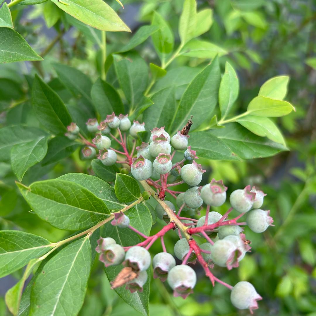 💗᭄姐是限量版💗