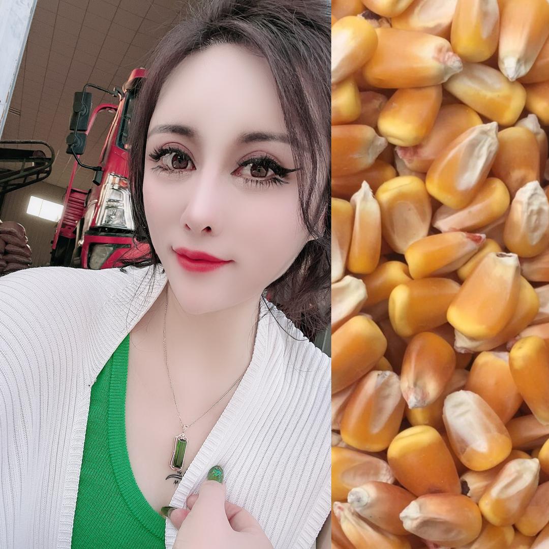 A  东北玉米 姜群