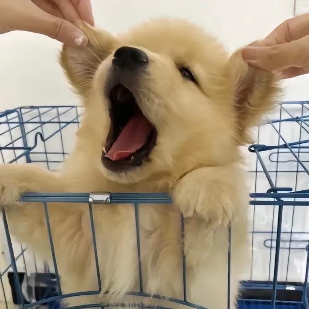 冰镇西瓜🍉
