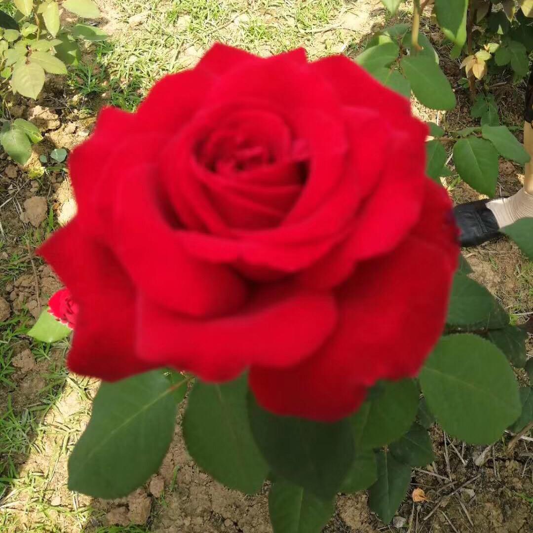 💐💐平安🌷🌷🌷