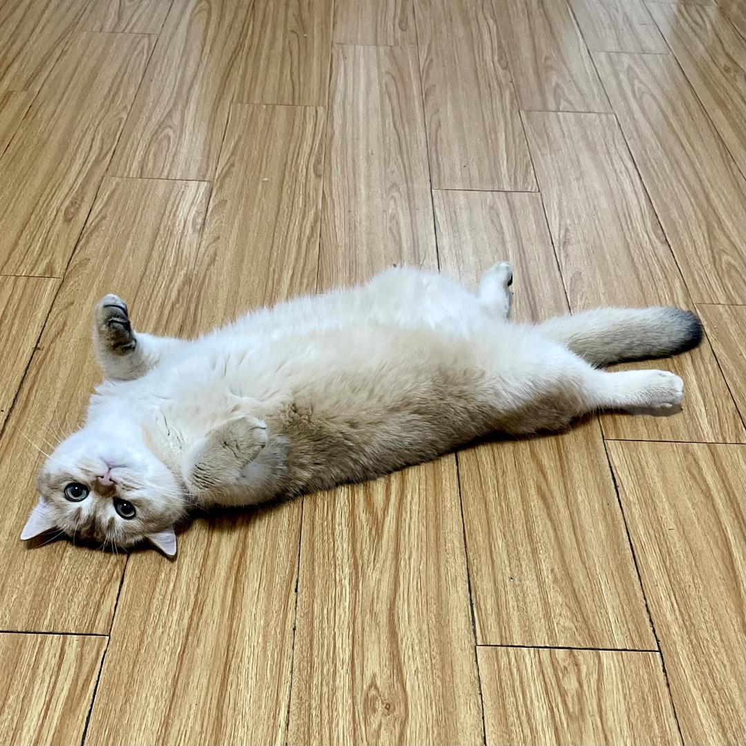 我有一只小猫咪🐱