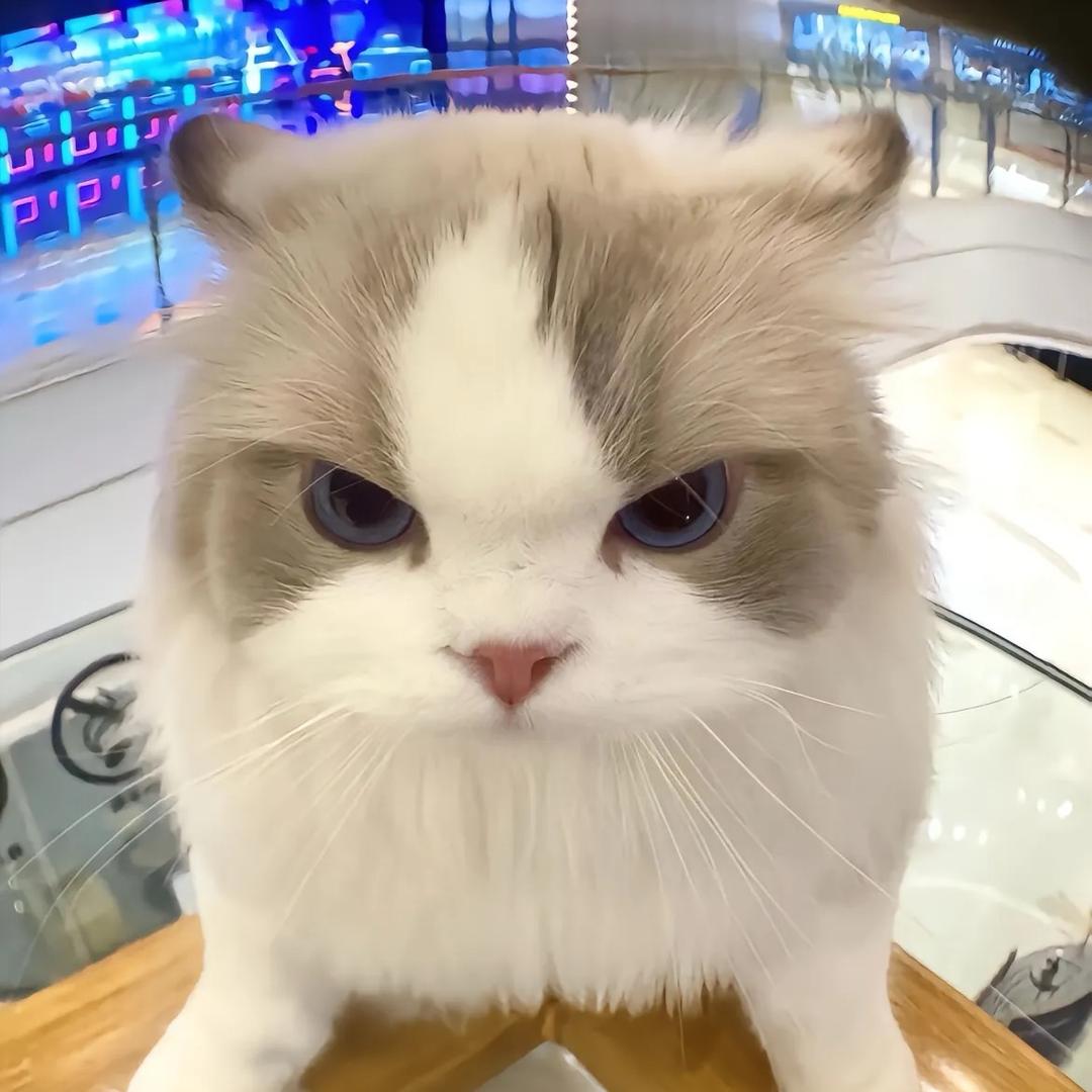 猫猫也会打盹儿