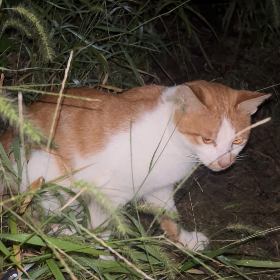 钓鱼佬与流浪猫