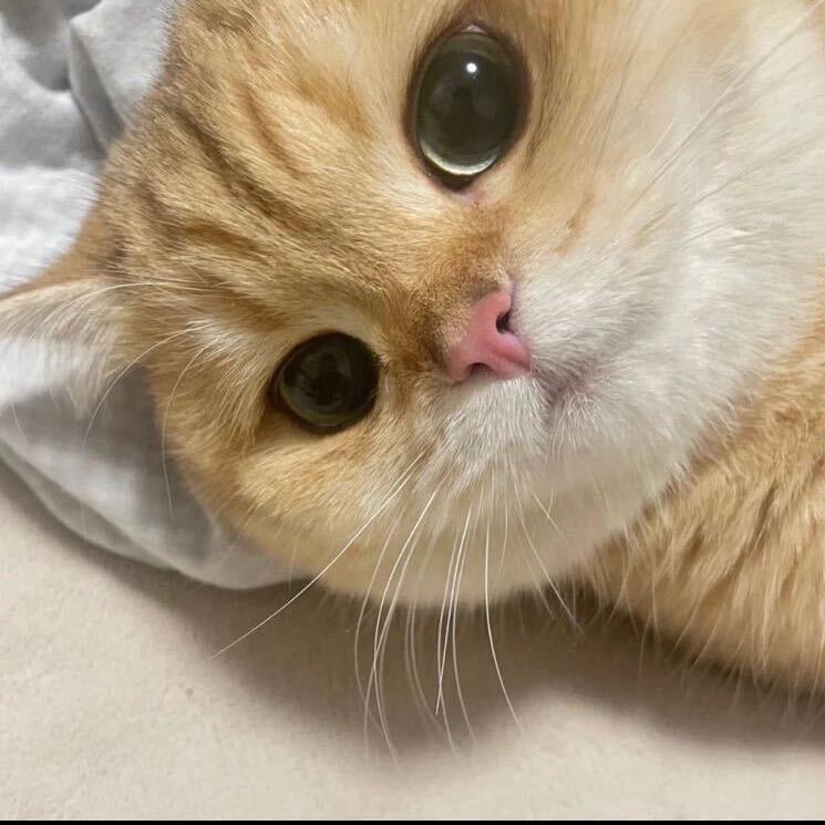 小凡豹豹