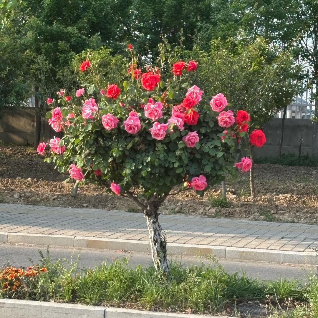 小天鹅艺术中心孟柳