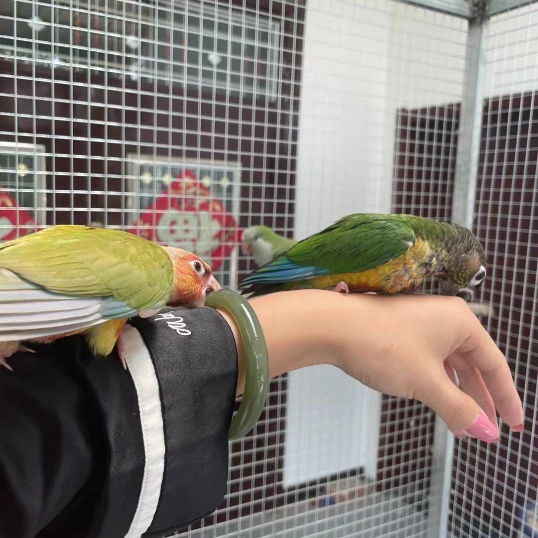 正则鹦鹉养殖