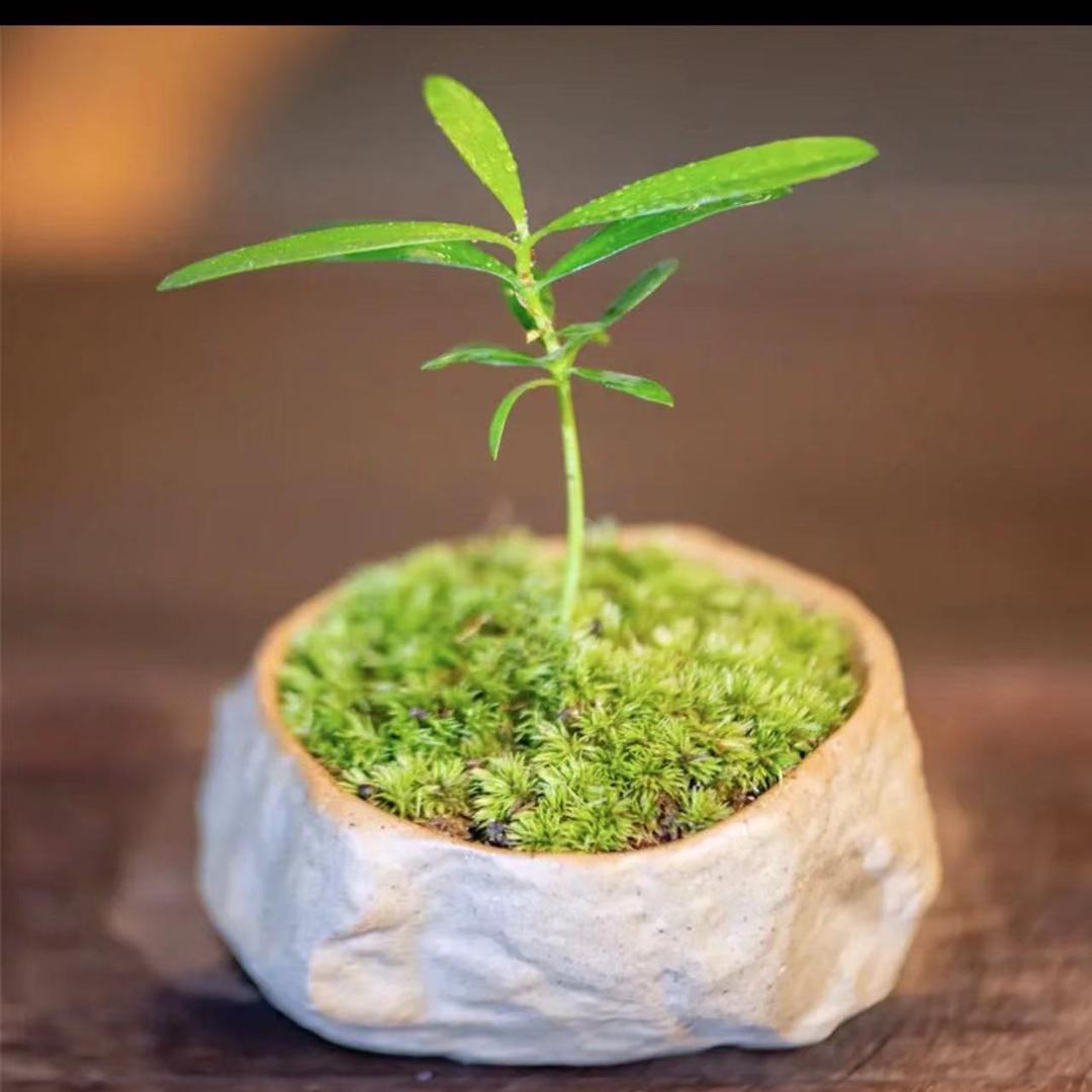 花匠
