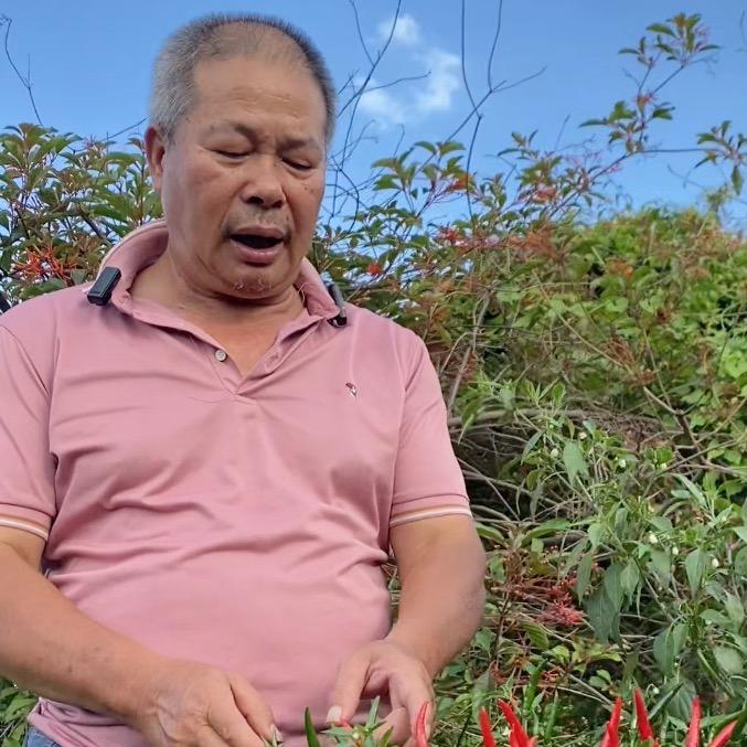 种菜坚 裤头方