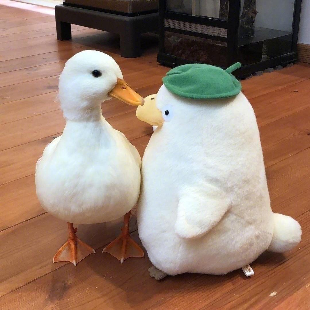 扑棱娥吱