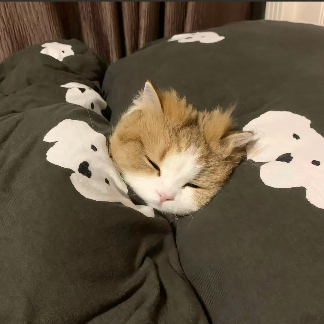 这么困💤