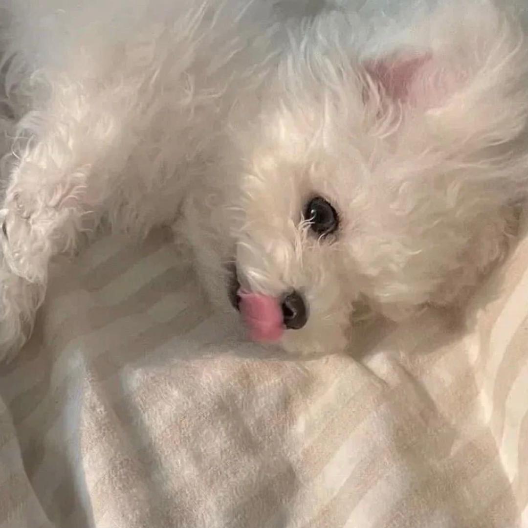 啵啵王子x