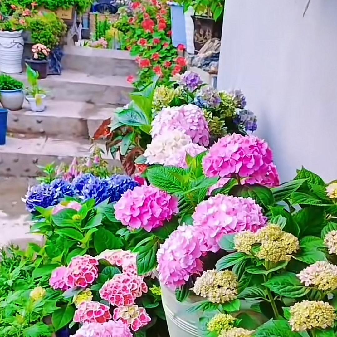 一鹿笙花