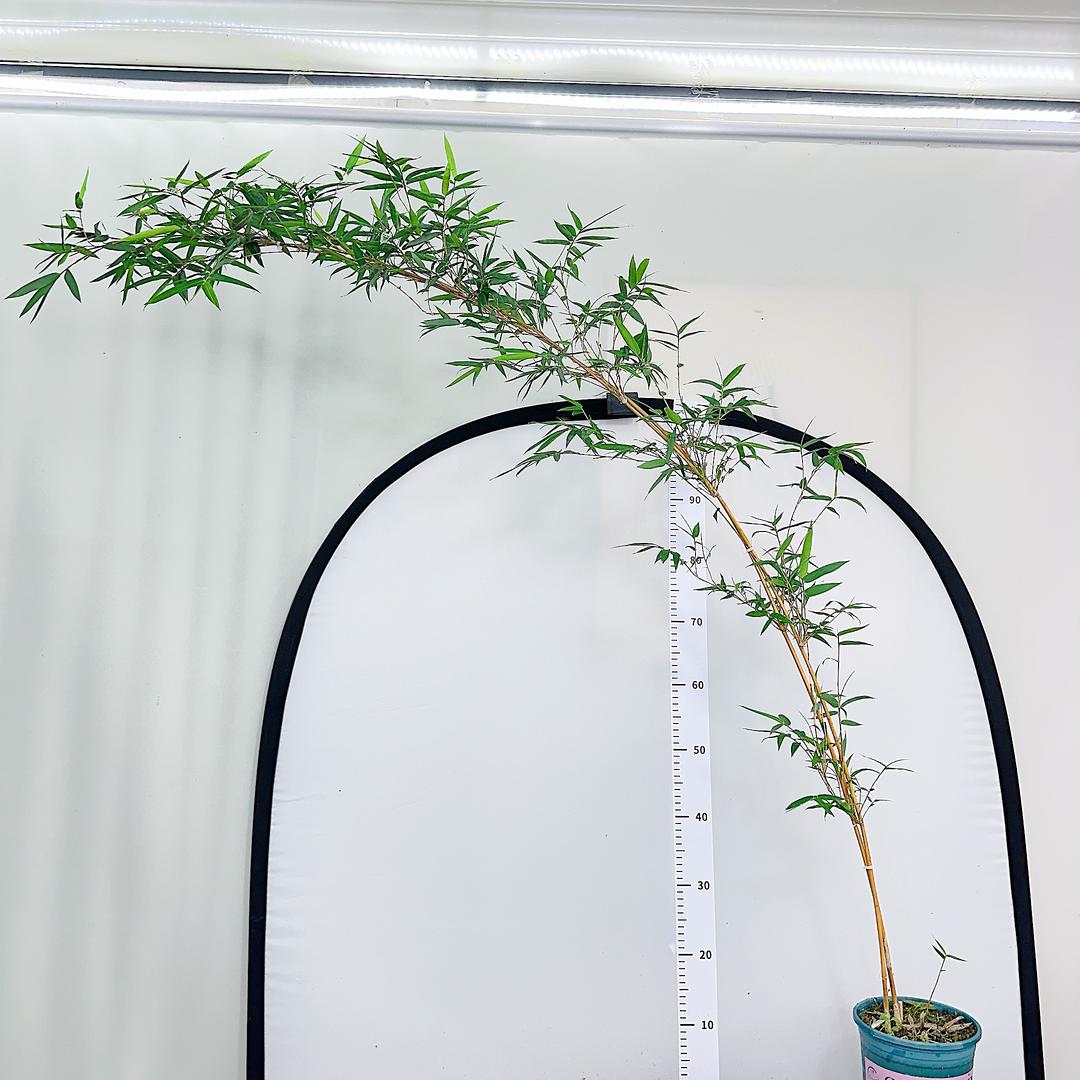 萱萱绿植兰园