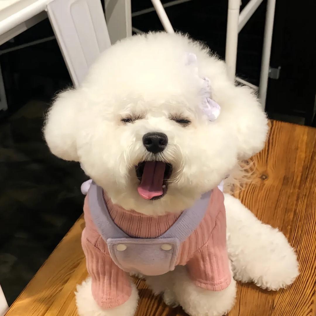 比熊小可爱