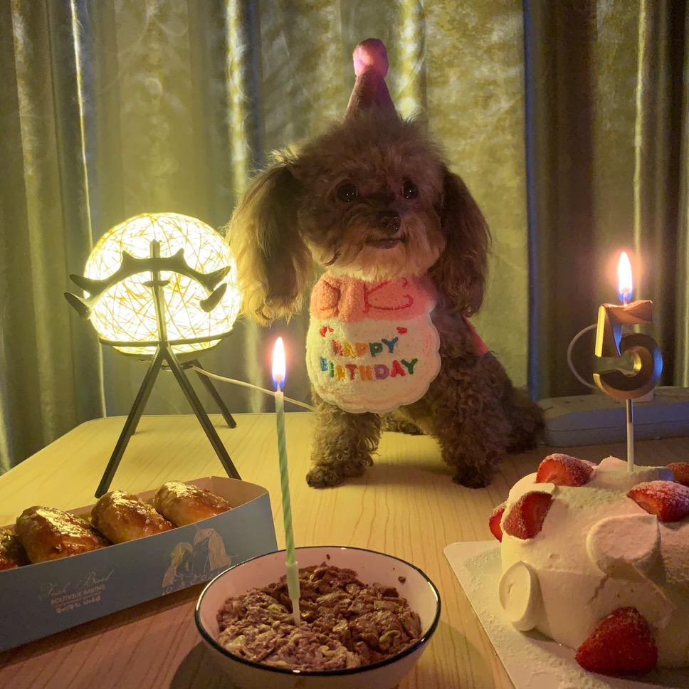 不修边幅的狗@二宝