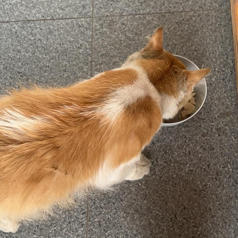 猫猫狗狗