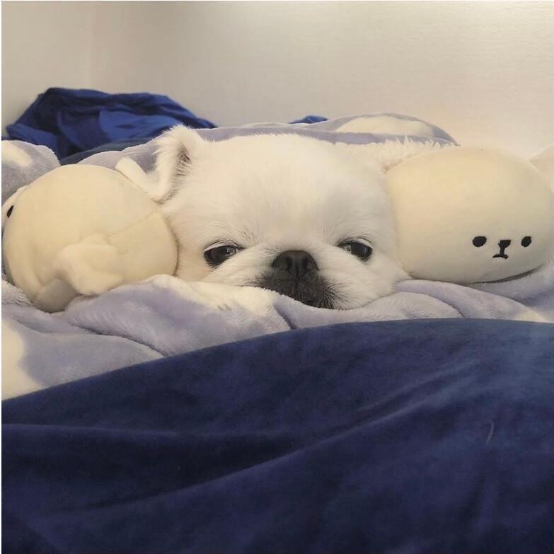 爱吃肉Oo