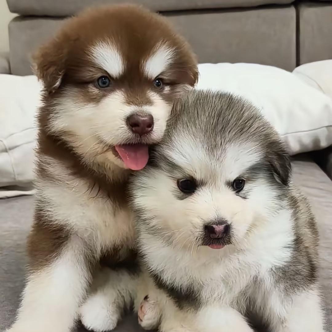 （优妮家）阿拉斯加雪橇犬