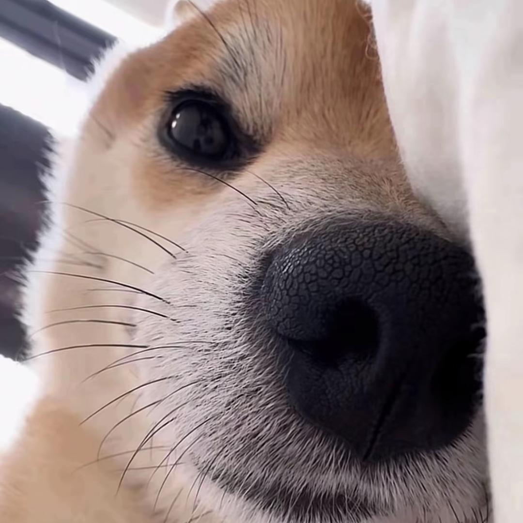 惟愿