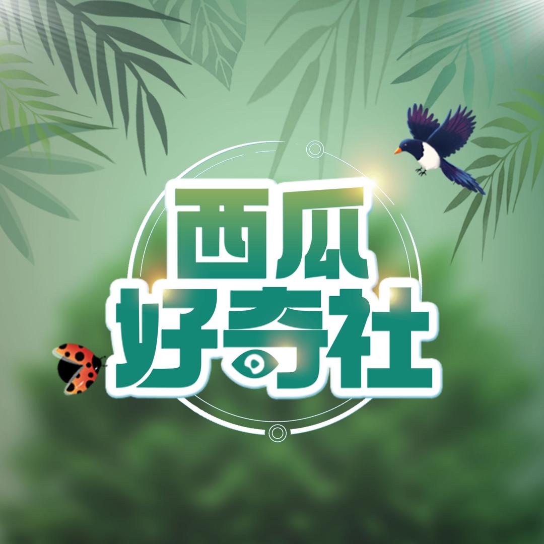 西瓜好奇社