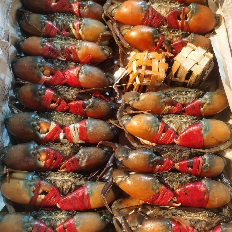 专业批发缅甸蟹