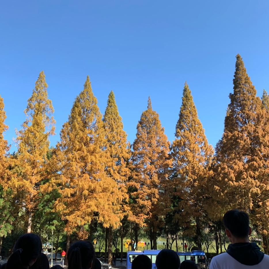 灰叫兽