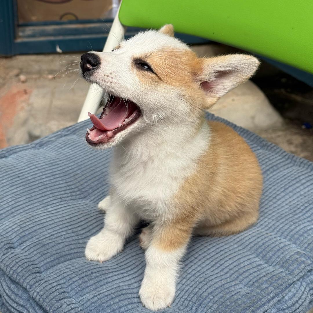 元宝是只柯基吖