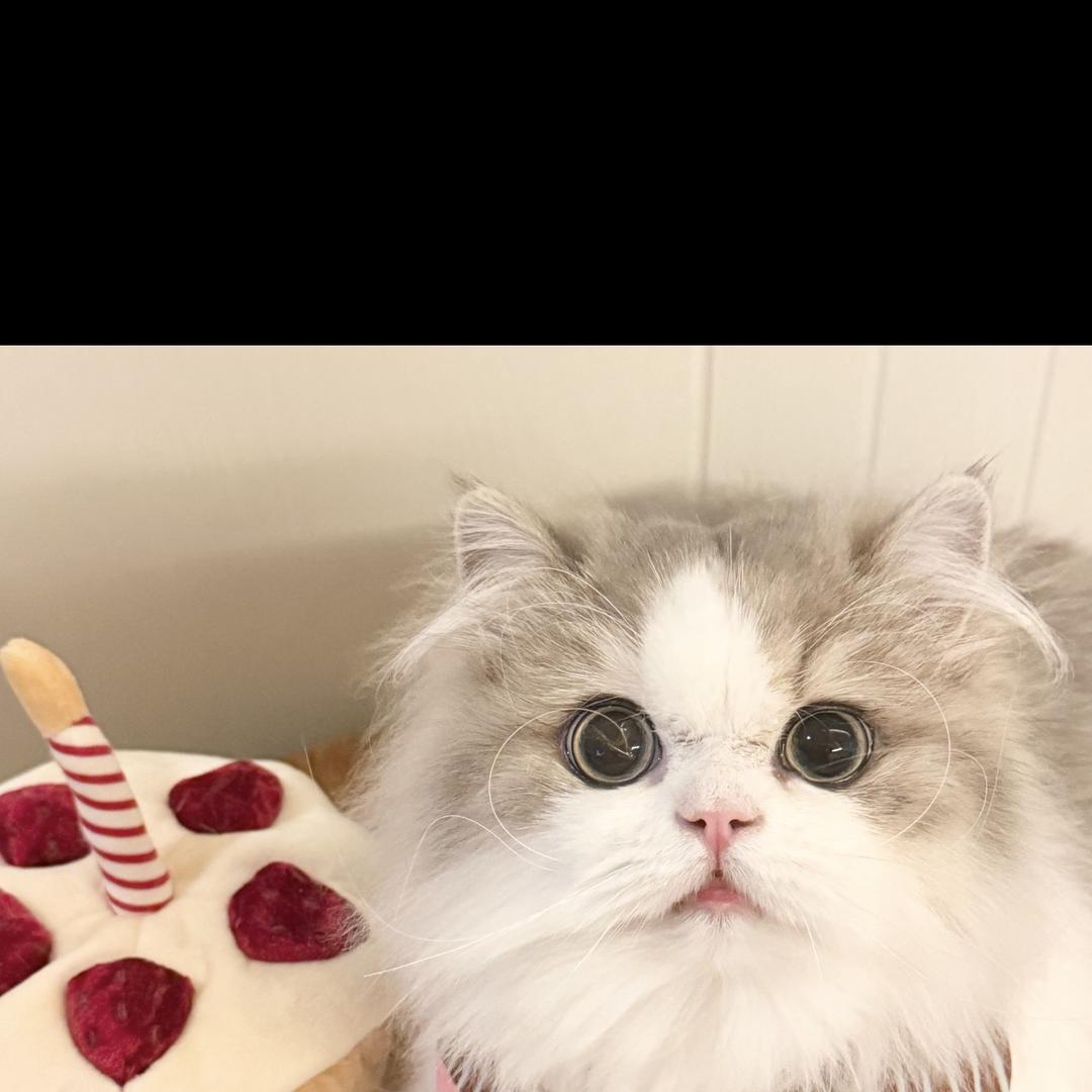 小贾的宠物精选店