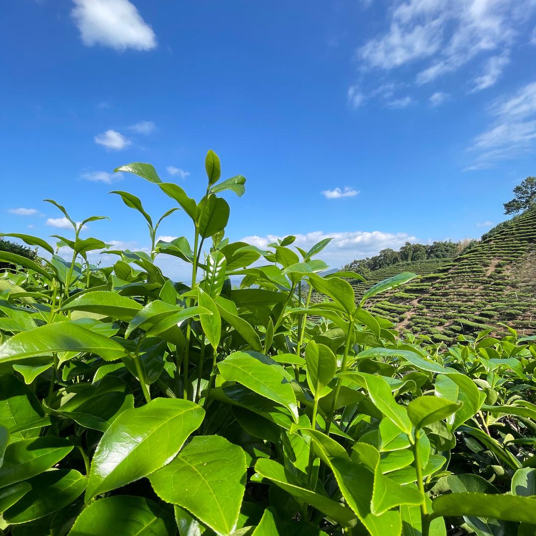 逸香单丛茶