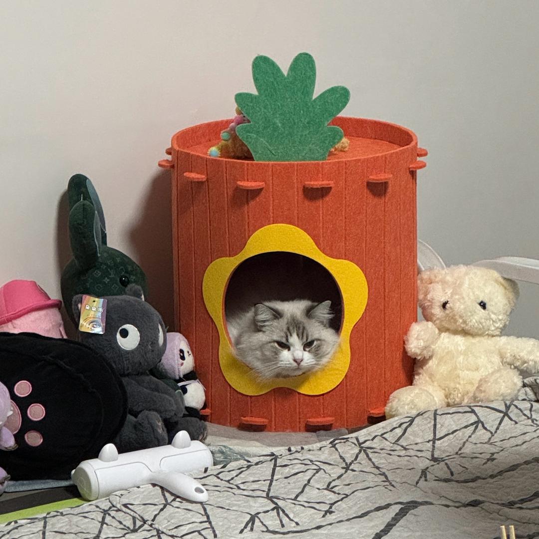 爱吃曹氏的派大星🌟