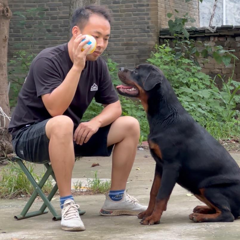 老高罗威纳犬舍