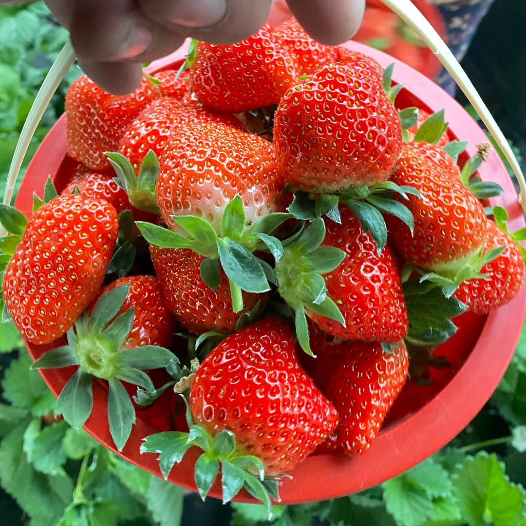00后种草莓卖草莓🍓（莒县小店公家庄）