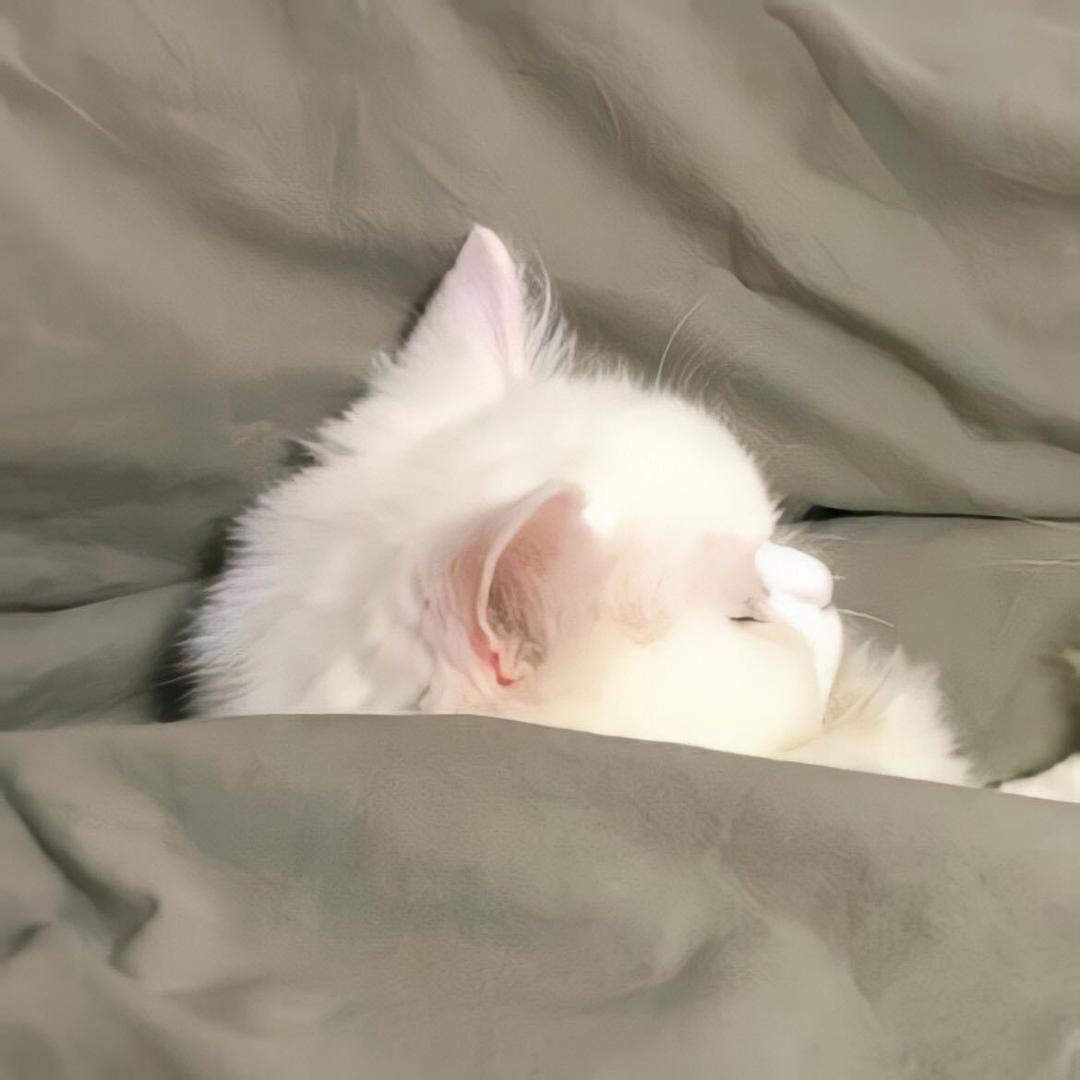 Felix