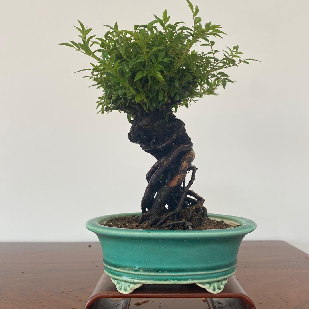 丙戍源花木盆景