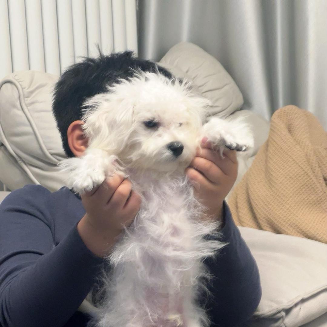 画中饼