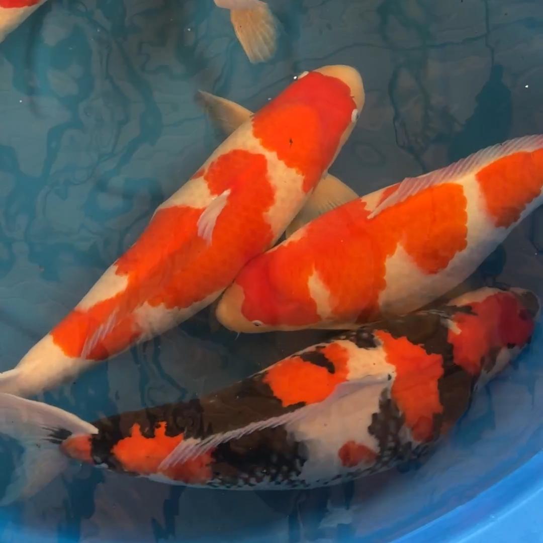 佛山小茶园锦鲤（选鱼可俬）